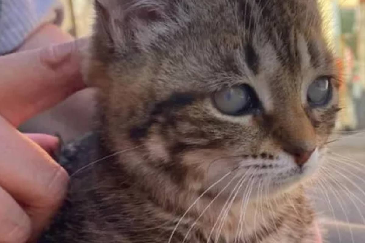 gattina in primo piano con gli occhi velati