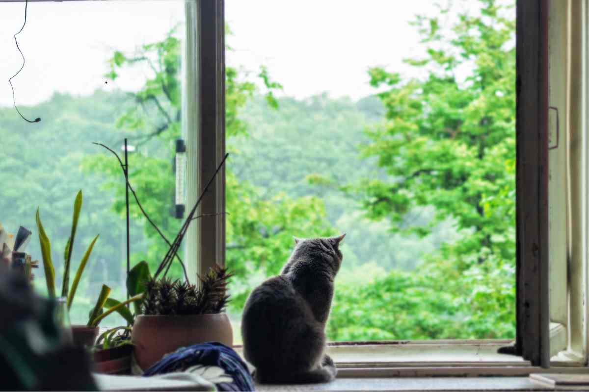 gatto in casa