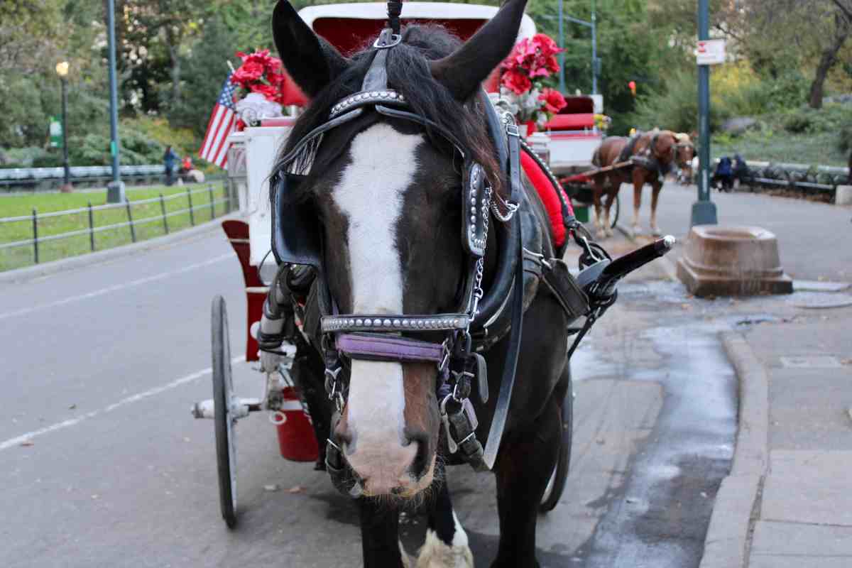 cavallo traina una carrozza