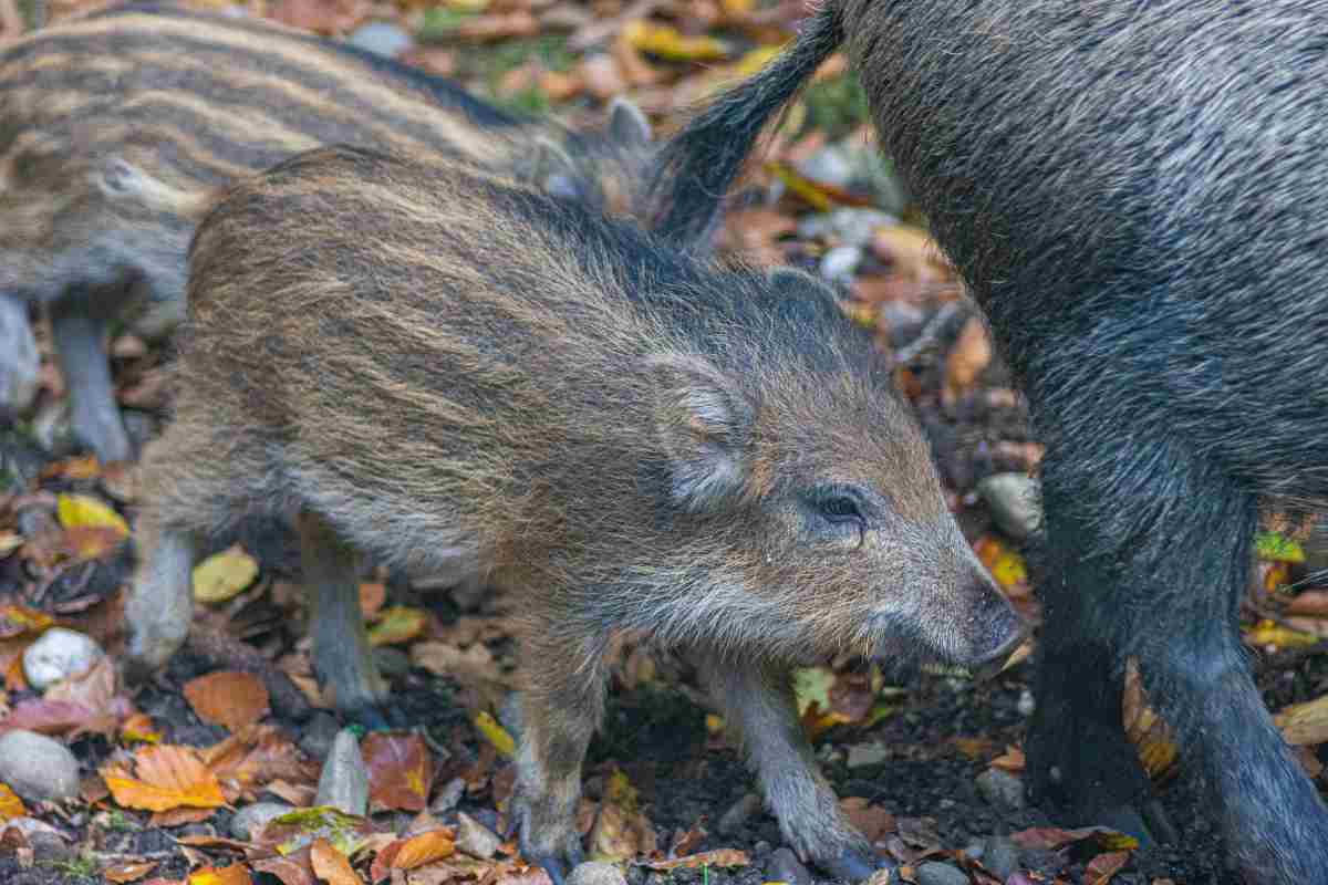 cuccioli di cinghiale