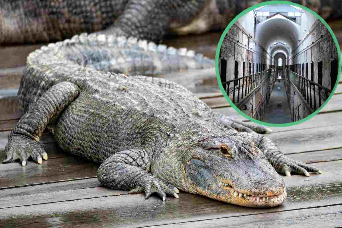 Un coccodrillo e nel cerchio un carcere usa