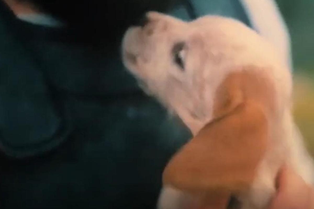 Argo da cucciolo