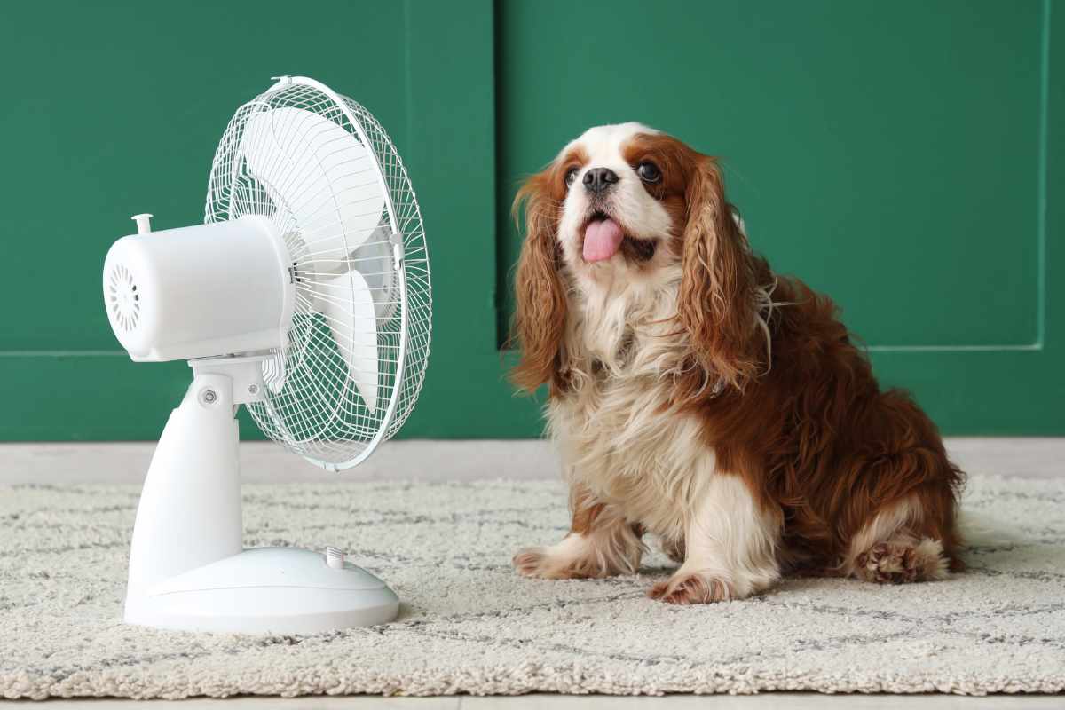 cane davanti al ventilatore
