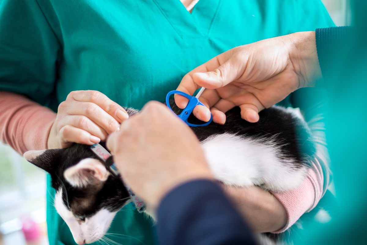 microchip