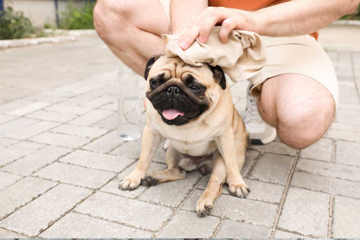 rinfrescare il cane durante la passeggiata