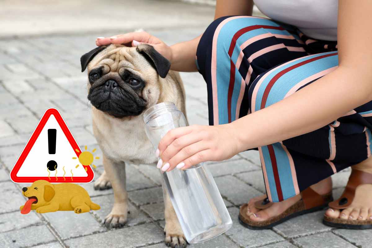 vietate le passeggiate per i cani nelle ore calde