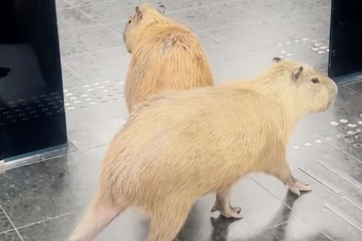 due capibara