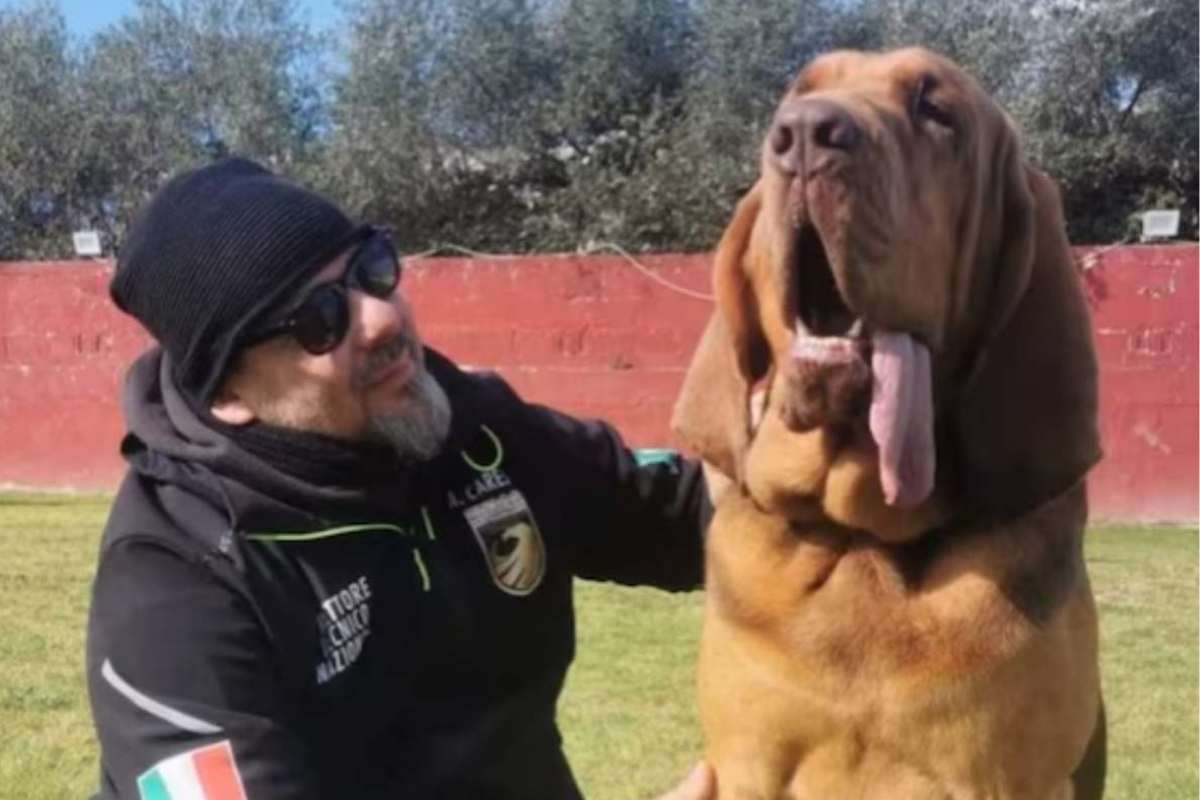 cane Bruno