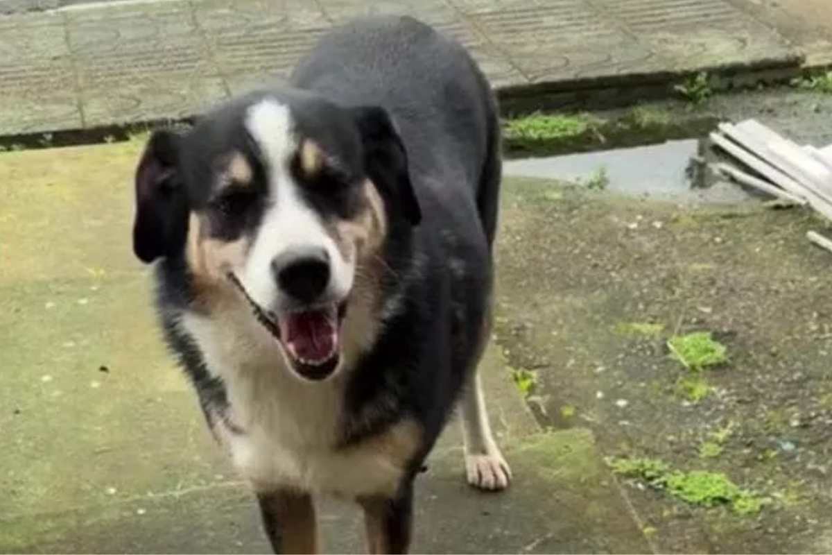 Il cane randagio