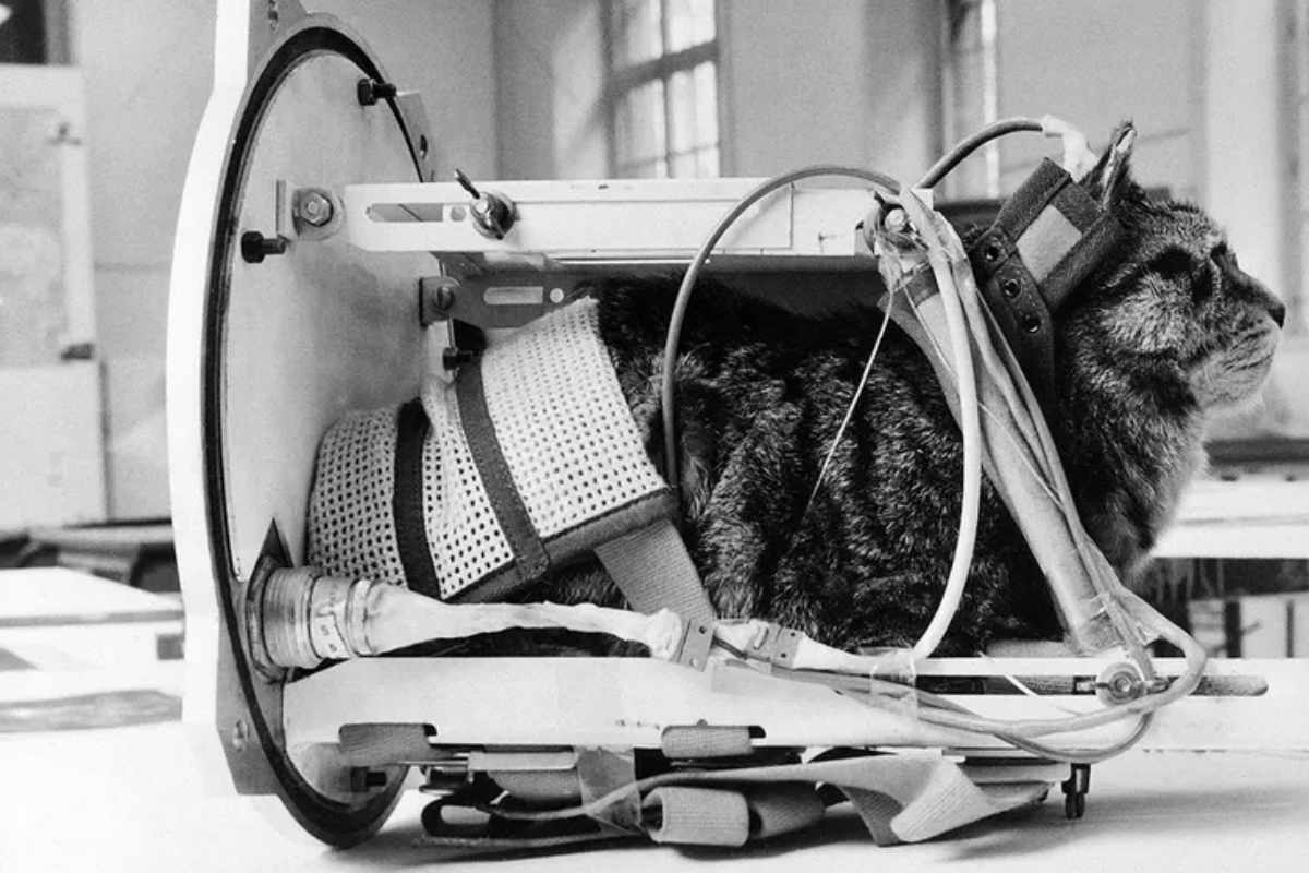 Félicette nel 1964