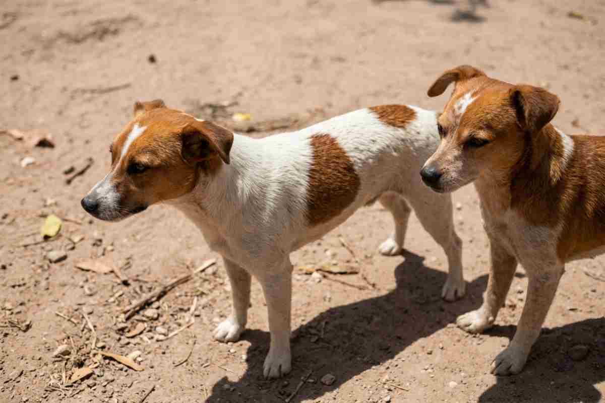 bartolito col suo fratellino a 4 zampe