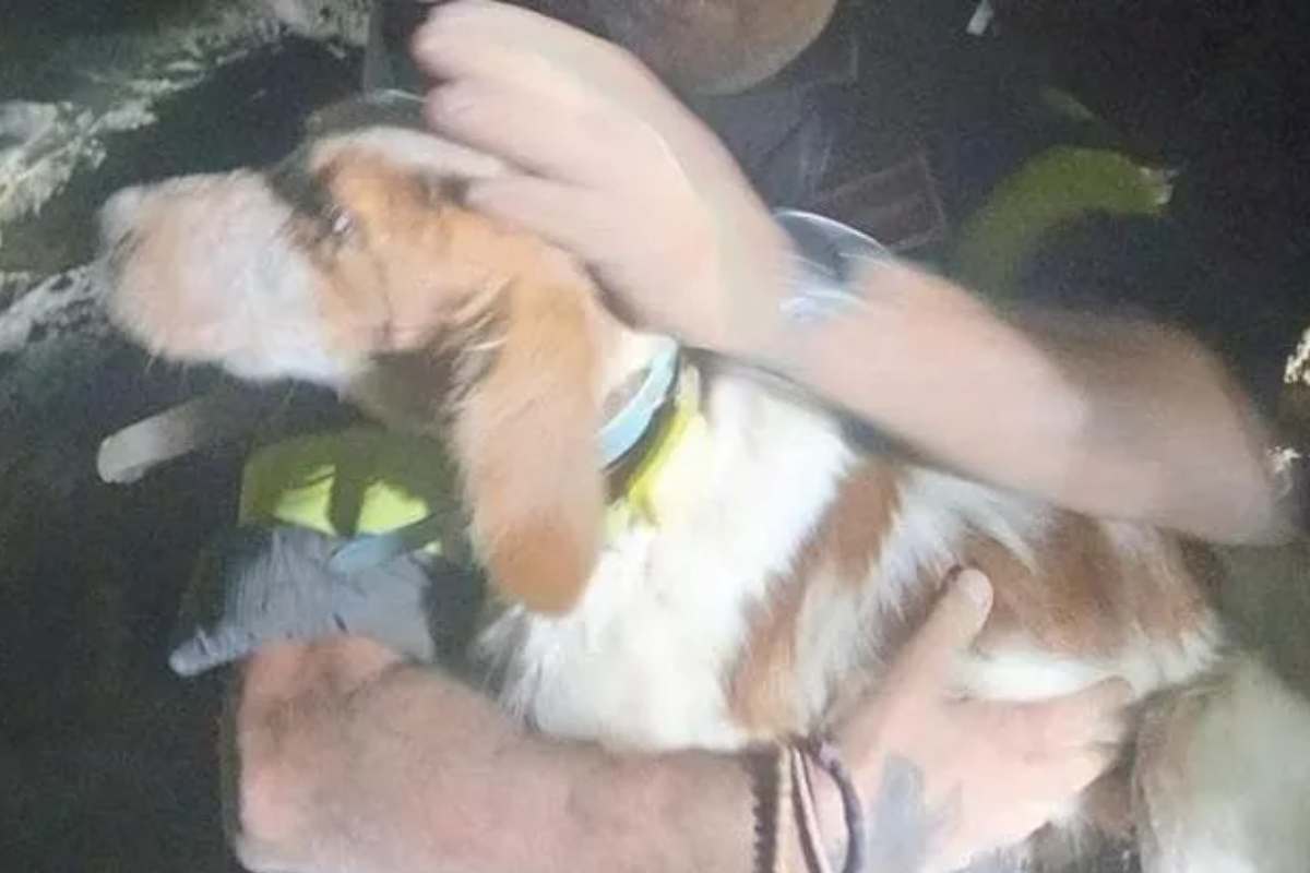 Salvano un cane