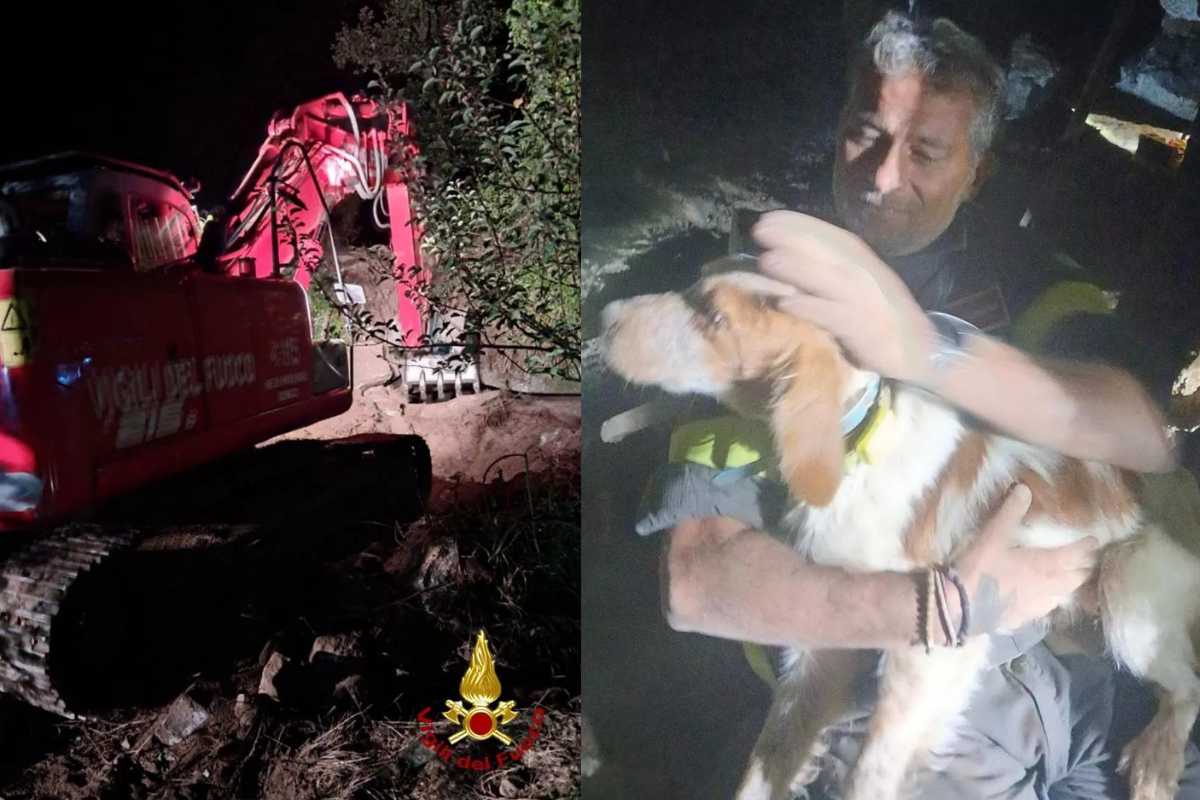 Vigili del fuoco salvano un cane