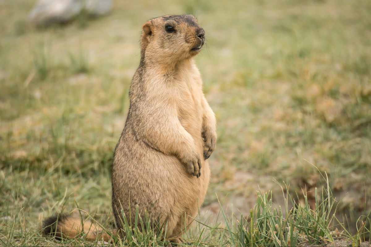 marmotta