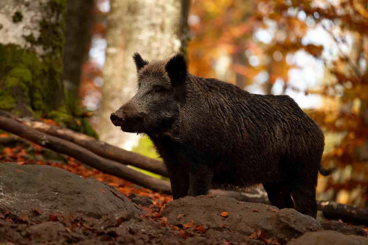 un Cinghiale